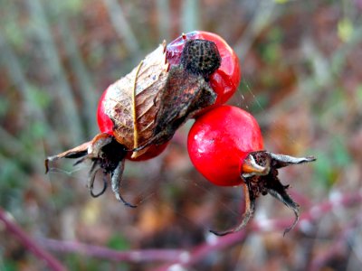 Insect Scarabs Invertebrate Macro Photography