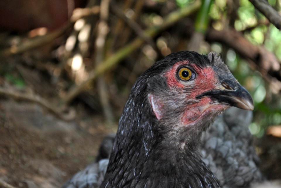 Beak Galliformes Chicken Bird