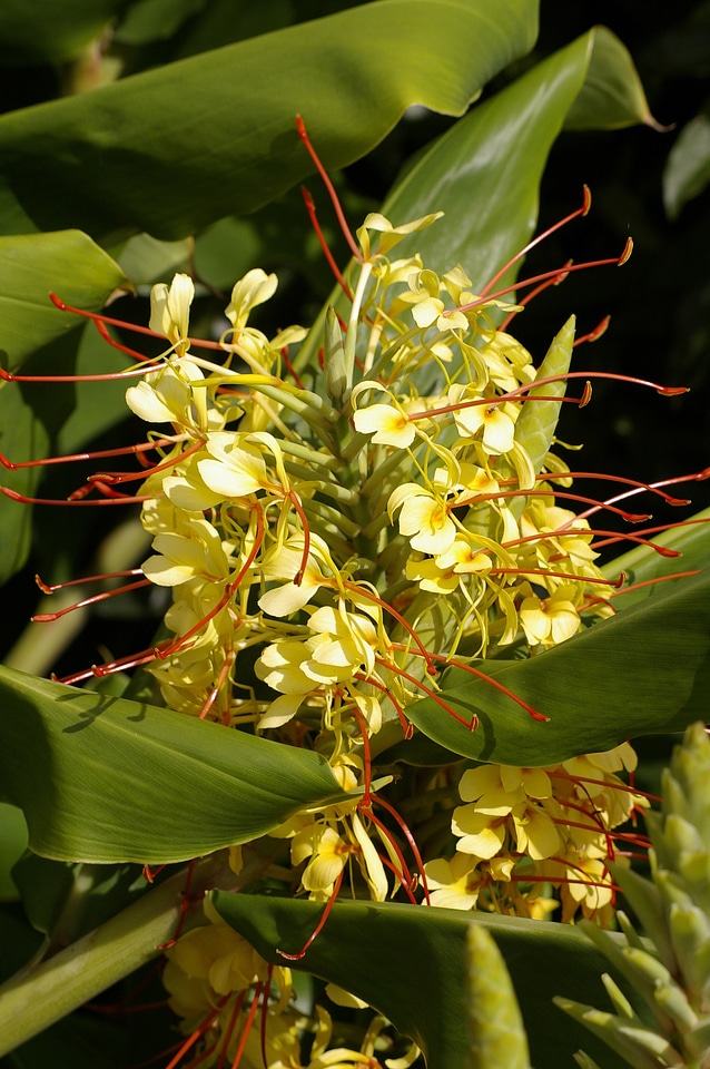 Yellow ornamental flowering