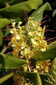 Yellow ornamental flowering