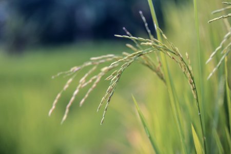 Close Up Photo Of Wheat Plant photo