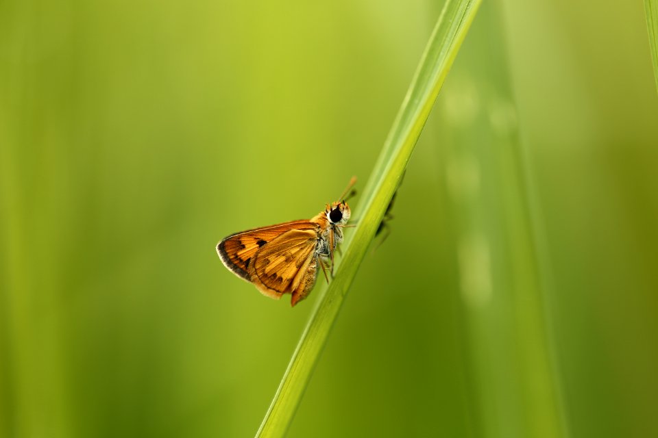 Brown And Black Butterfly On Green Leaf photo