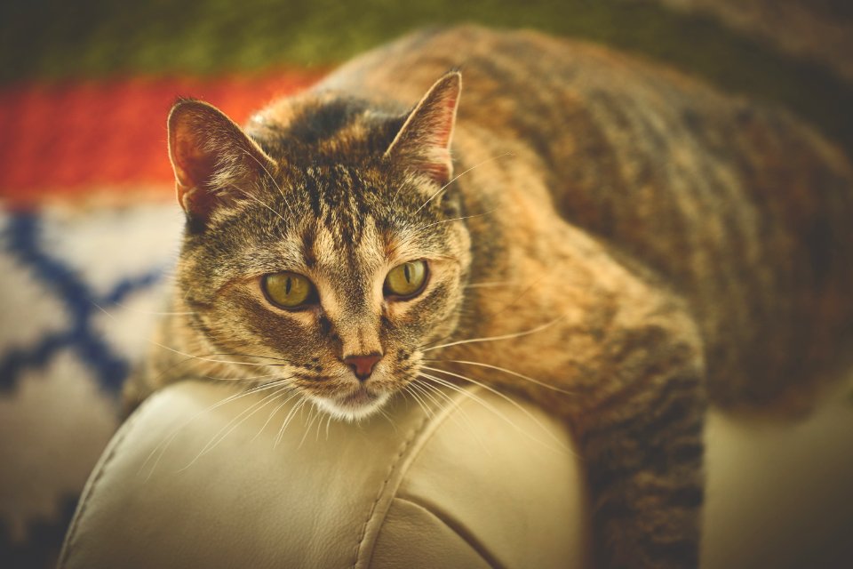 Brown Cat On Beige Leather Surface photo