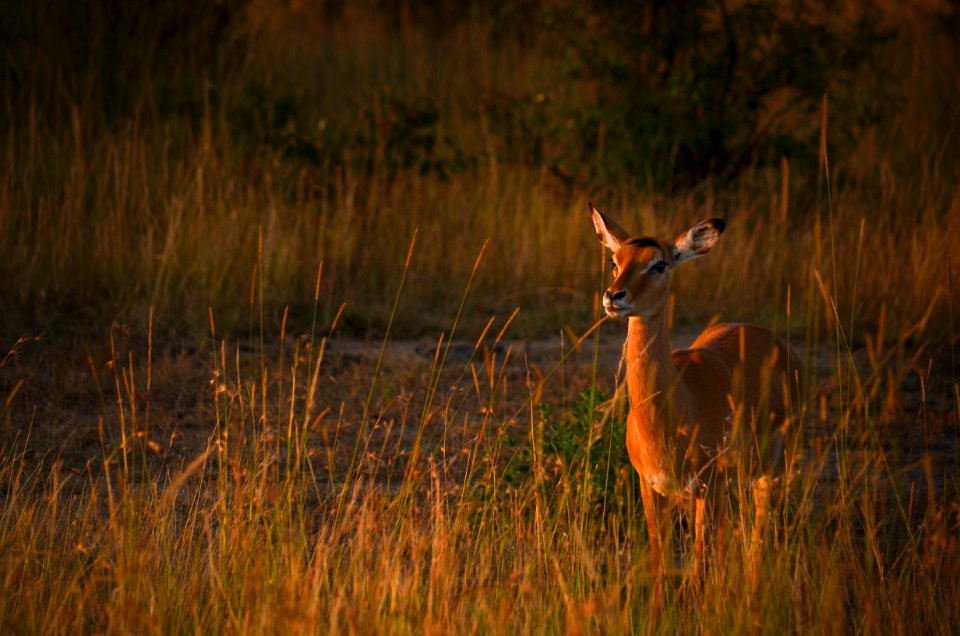 Photo Of Brown Deer During Sunset