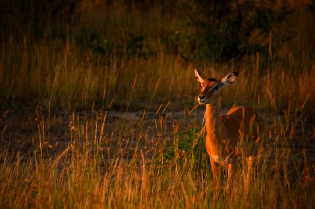 Photo Of Brown Deer During Sunset