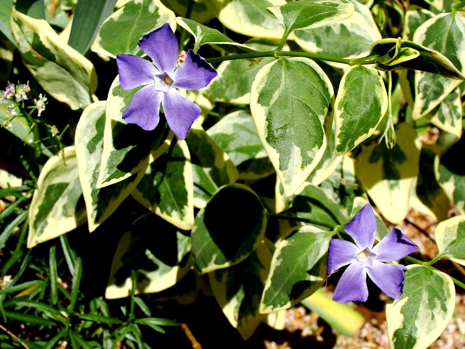 Faye green plant