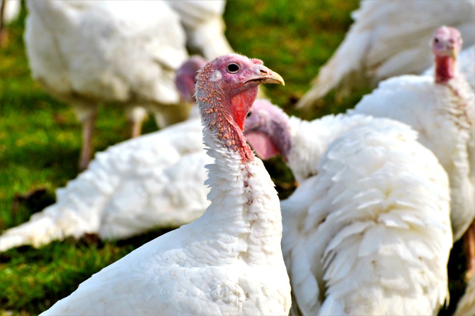 Domesticated Turkey Galliformes Bird Turkey