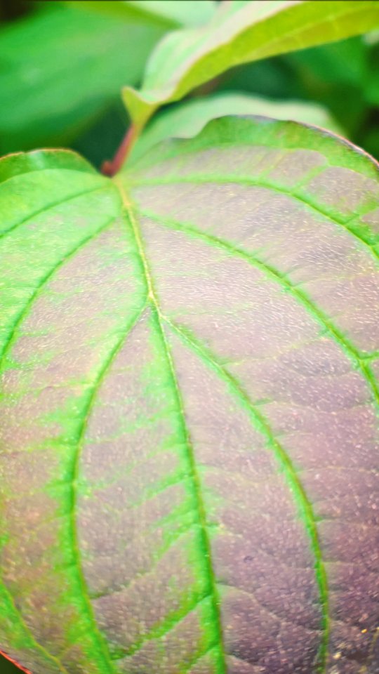 Leaf Green Plant Vegetation