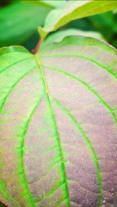 Leaf Green Plant Vegetation