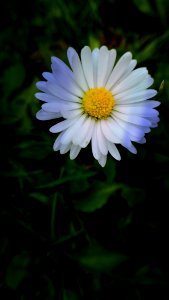 Flower Plant Oxeye Daisy Flora photo