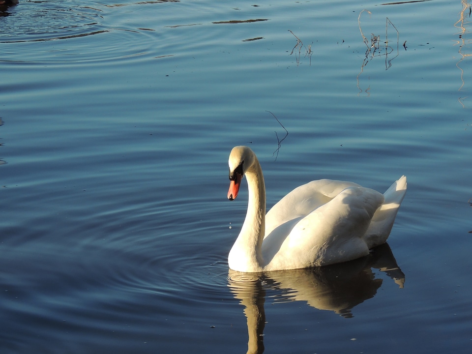 Animal white wing