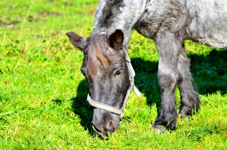 Pasture Grass Fauna Grazing