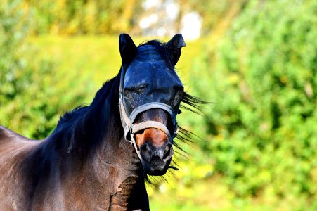 Horse Mane Bridle Stallion