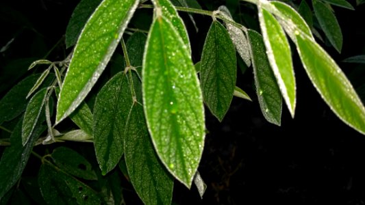 Plant Leaf Evergreen Plant Stem
