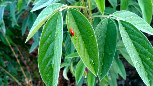 Plant Leaf Flora Plant Stem