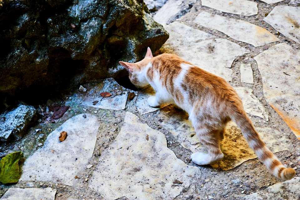 Cat Fauna Small To Medium Sized Cats Cat Like Mammal