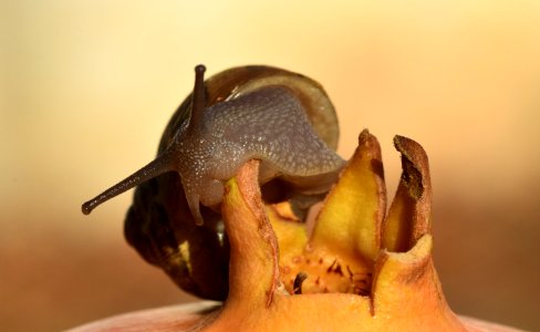 Snails And Slugs Invertebrate Fauna Snail photo