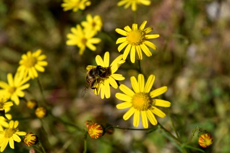 Flower Yellow Flora Honey Bee photo