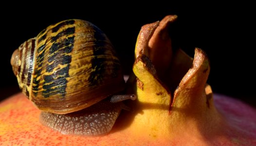 Snails And Slugs Snail Molluscs Conchology photo