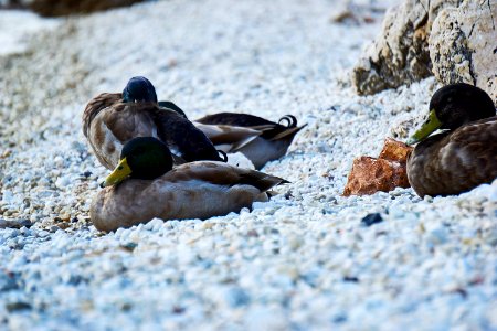 Duck Bird Water Water Bird