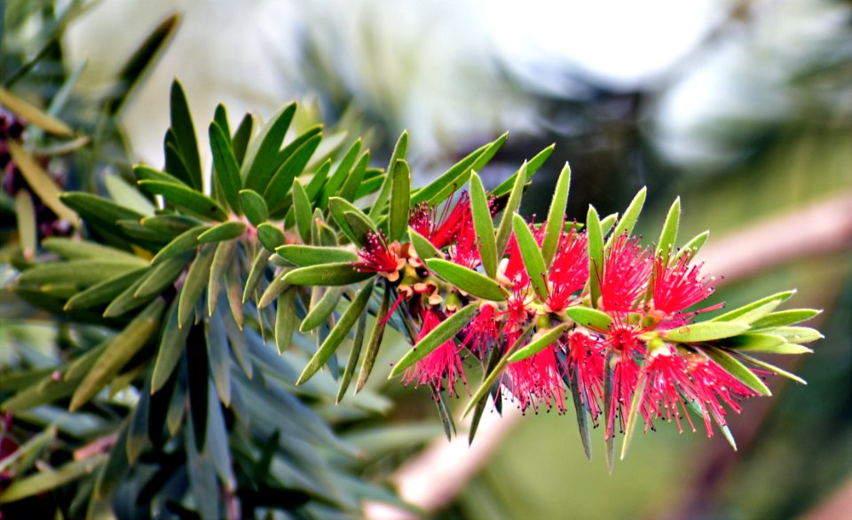 Plant Flora Vegetation Grevillea