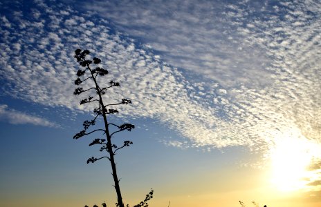 Sky Cloud Branch Tree