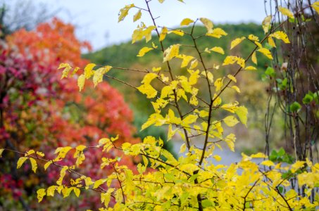 Yellow Leaf Autumn Vegetation photo