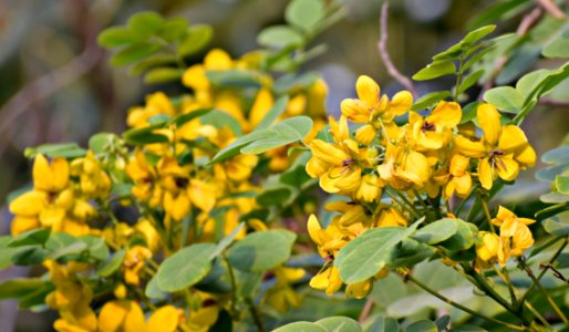 Plant Flower Shrub Senna