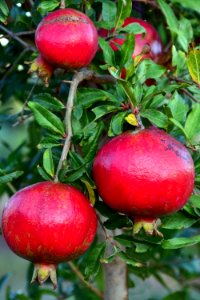 Pomegranate Fruit Plant Apple photo