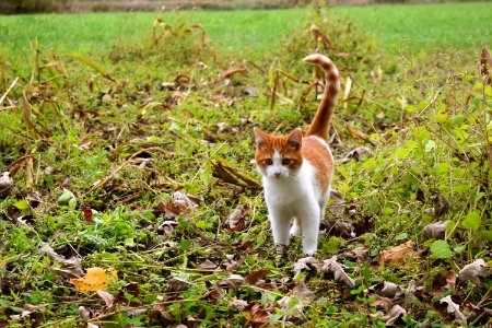 Fauna Small To Medium Sized Cats Wildlife Grass photo