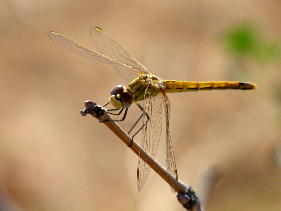 Dragonfly Insect Dragonflies And Damseflies Damselfly photo