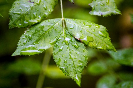 Leaf Water Drop Dew