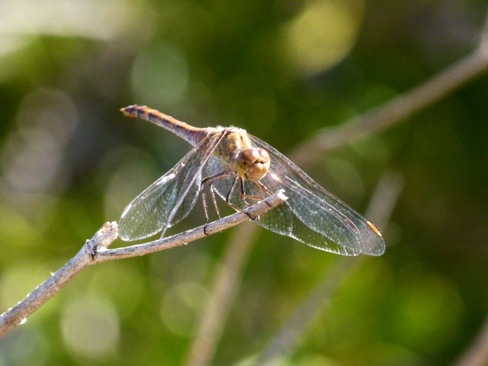 Insect Dragonfly Invertebrate Dragonflies And Damseflies