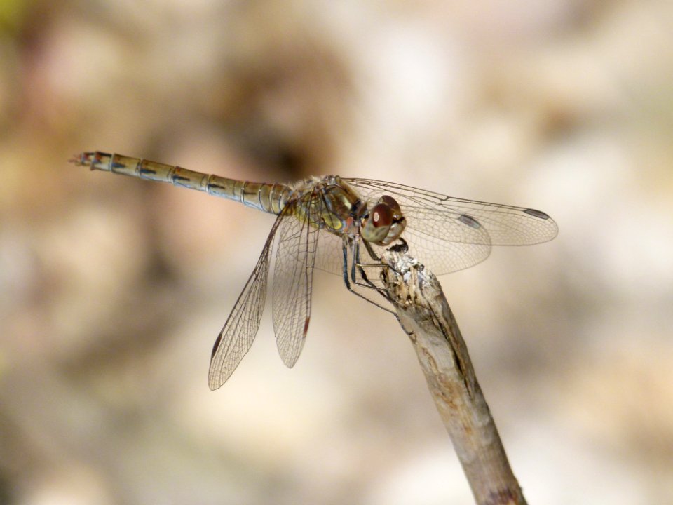 Dragonfly Insect Dragonflies And Damseflies Invertebrate