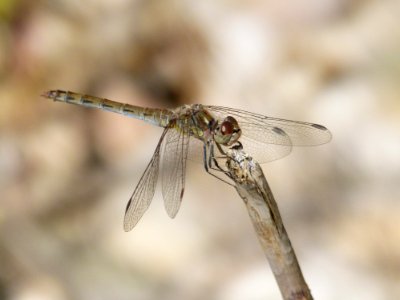 Dragonfly Insect Dragonflies And Damseflies Invertebrate photo