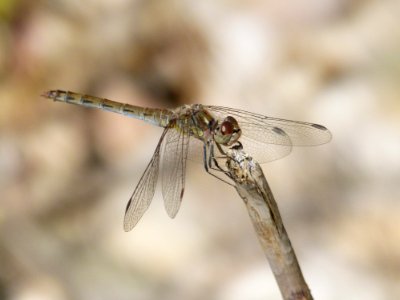Dragonfly Insect Dragonflies And Damseflies Invertebrate