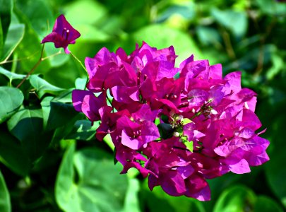 Flower Plant Flora Purple
