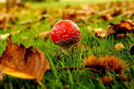 Mushroom Fungus Leaf Grass photo