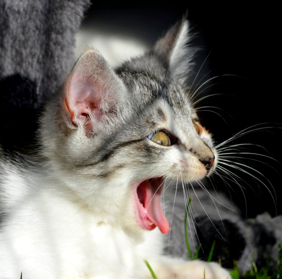 Cat Whiskers Mammal Fauna