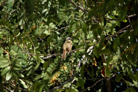 Bird Fauna Ecosystem Branch photo
