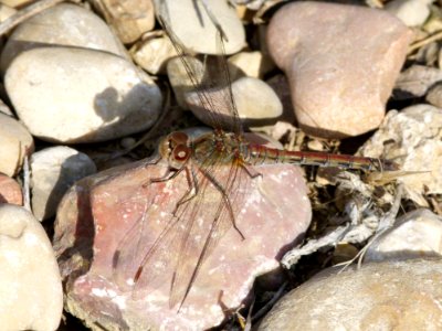 Invertebrate Fauna Insect Arthropod