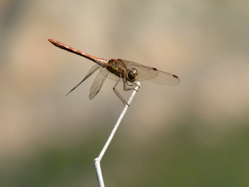 Dragonfly Insect Dragonflies And Damseflies Invertebrate