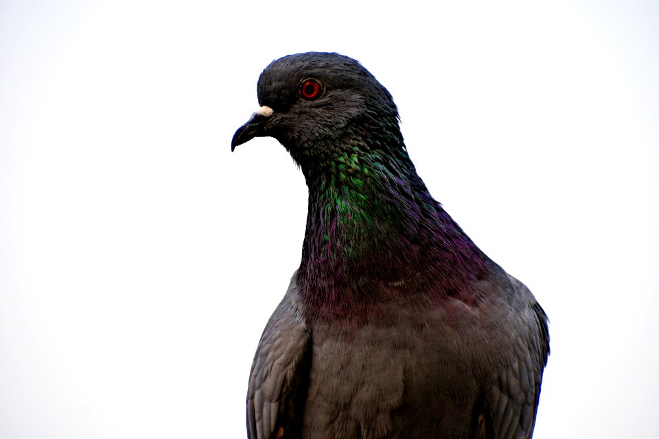 Bird Beak Fauna Pigeons And Doves
