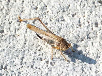 Insect Invertebrate Fauna Grasshopper photo