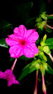 Flower Plant Pink Four O Clock Flower