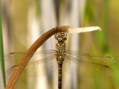 Dragonfly Insect Dragonflies And Damseflies Invertebrate