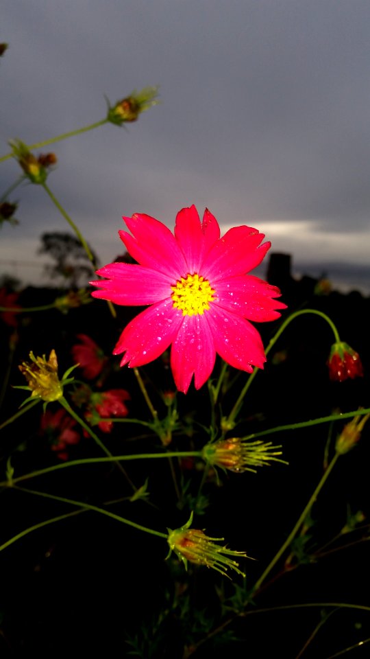 Flower Flora Garden Cosmos Plant