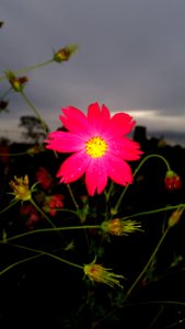 Flower Flora Garden Cosmos Plant