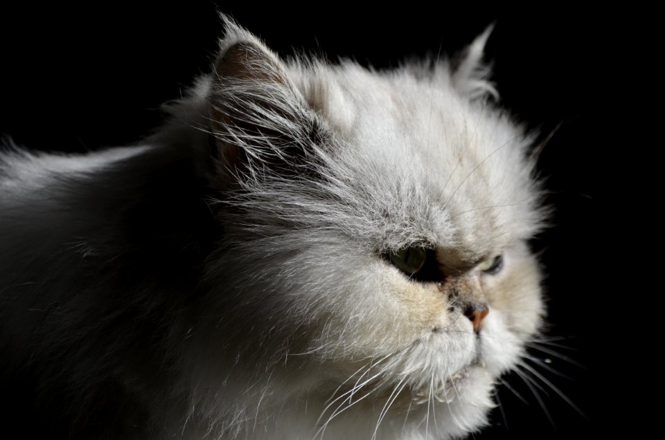 Cat Whiskers Small To Medium Sized Cats Cat Like Mammal