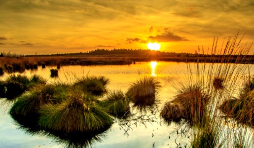 Wetland Reflection Marsh Ecosystem